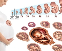 Quá trình thai nhi hình thành và phát triển theo từng tuần thai