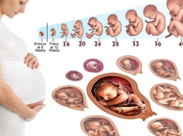 Quá trình thai nhi hình thành và phát triển theo từng tuần thai